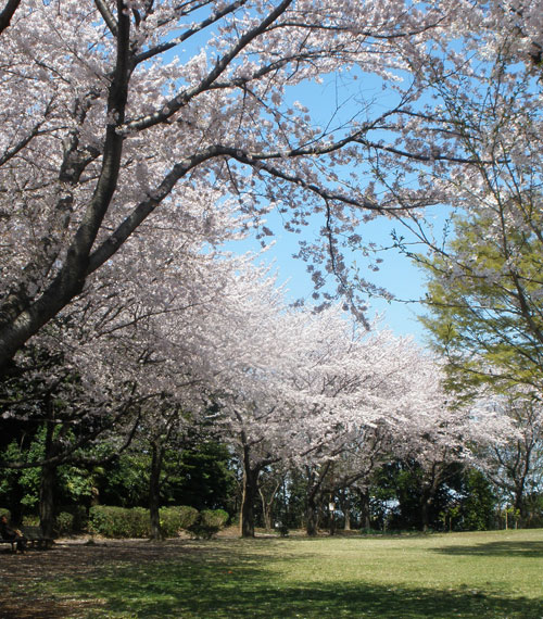 桜