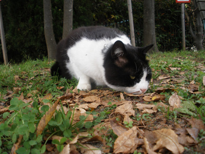 ねこ