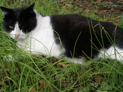 ねこ