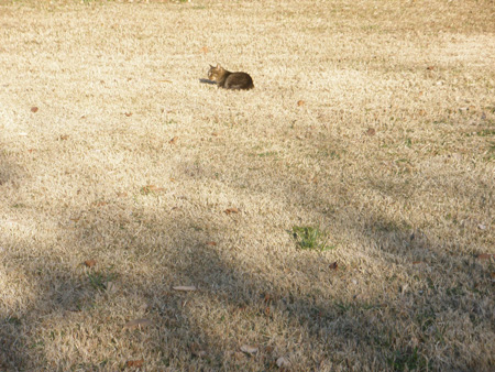 きじねこ1