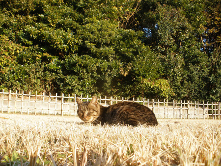 きじねこ3