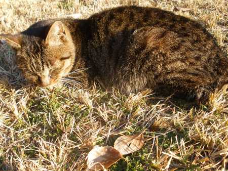 きじねこ4