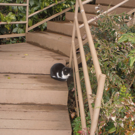 しろくろねこ