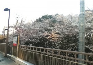 sakura