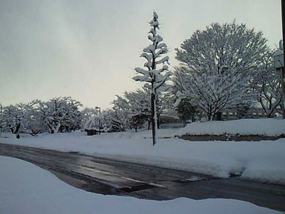 金沢の雪