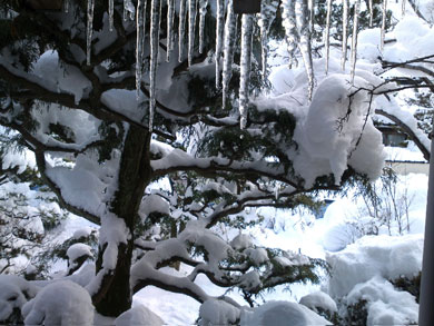 氷柱20110202